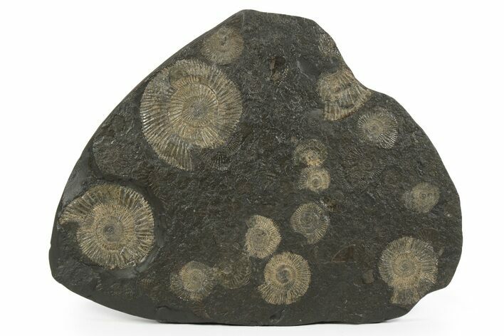Dactylioceras Ammonite Cluster - Posidonia Shale, Germany #242679